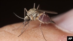 Scientists are developing a fungus that would kill the malaria parasite carried by mosquitoes.