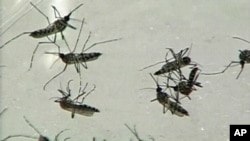 Mosquitoes