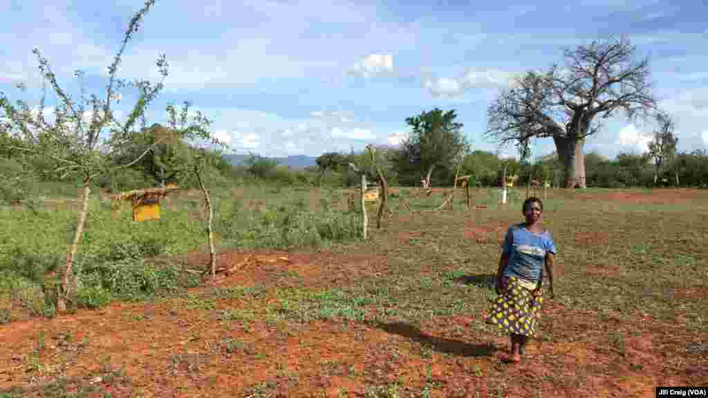 Charity Mwangome walks along the beehive fence she has built at her farm to help protect her crops from elephants, in Taita-Taveta area, Kenya, April 19, 2016.