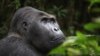 Ebola Kills More Than Humans