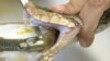 Venom is extracted from a Velvet Killer (Bothrops asper) at Clodomiro Picado Institute in Coronado, Friday June 6, 2003. This particular venom will be transformed into antidote against this snake's deadly bite. The Velvet Killer also known in North America as the Fer de Lance is the most succesful species of venomous snake throughout the Central America region inhabiting from rainforests to cloudforests and to deforested areas where agriculture is the main activity. The Clodomiro Picado Institute is expanding its horizon and exporting antidote to other Central American countries where this snake has the record in bites and deaths per year. (AP PHOTO/MARIANO MATAMOROS)