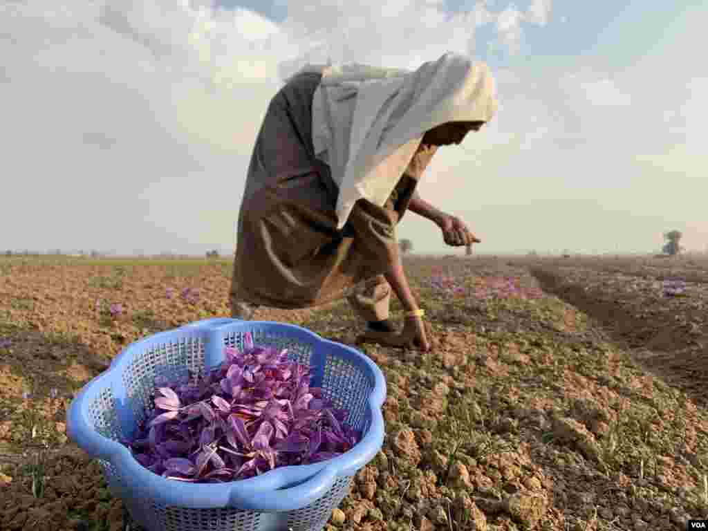 زعفران کا زیادہ تر استعمال کھانے میں ذائقے کے طور پر ہوتا ہے۔ فوڈ کلر کے طور پر بھی اس کا استعمال عام ہے۔ 