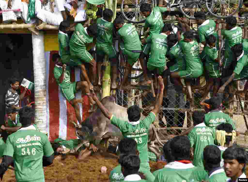 Warga berusaha menghindar dari serangan sapi liar pada sebuah festival di pinggiran kota Madurai, India selatan.
