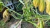How Gardeners Can Deal with Floods