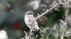 North American Birds' Bodies Shrinking, Wings Growing, Study Finds