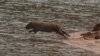 Brazil Water Study Raises Fears for Drought