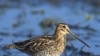 Fish, Hunt, Win in Missouri