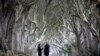 Bacteria in Tree Branches Serve as Natural Fertilizer