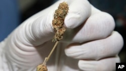 A police officer shows buds of marijuana before a news conference Bangkok, Thailand, Sept. 25, 2018.