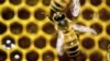 Honey Was Popular Even in Stone Age