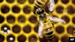 FILE - Honeybees are on display at the Vermont Beekeeping Supply booth at the annual Vermont Farm Show in Essex Junction, Vt., Jan. 28, 2014.