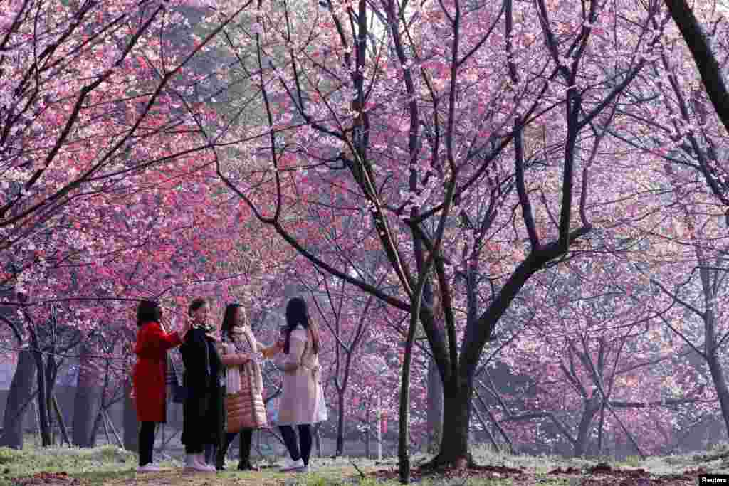 2018年3月9日,武汉春来早,东湖樱花园,粉花似云霞,人在画中游。 这是占地150多亩的日式庭园,大约有樱花5000多株。照片上人不多,但后来也有游客万头攒动的时候,以至于有网友写道:“ 你赏的不是花,是人 ”,还有人用英文写道“观赏武汉大学的人海,是每一朵樱花的梦想”。