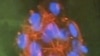 Researchers Announce New Stem Cell Alternative