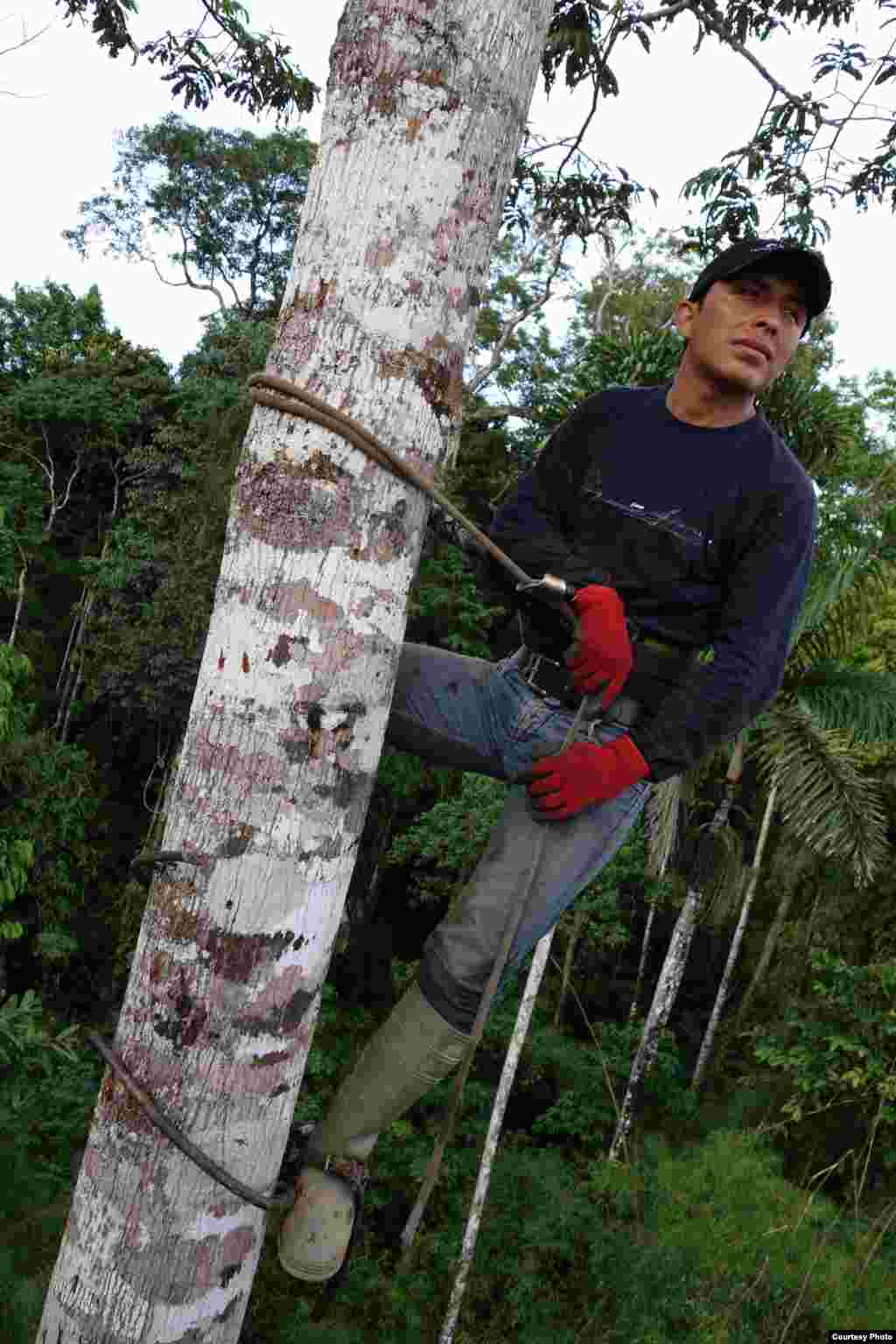 Pemanjat pohon di Amazon menggunakan tangga tambang, jembatan dan menara untuk mencapai puncak pohon dan bergerak dari satu kanopi ke kanopi lain di atas. (Greg Asner)