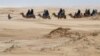 An Australian First: Feral Camels Sold in Online Auction 