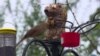 Millions of Americans feed wild birds in their backyards, from cardinals and English sparrows to blue jays and doves. Making seeds available attracts more birds and gives bird watchers a chance to enjoy seeing and maybe counting them. But it also helps birds, whether they are native or just passing through, survive amid the growing urban sprawl. 