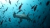 La zona adyacente a Islas Galápagos es codiciada para la pesca, pero expertos sostienen que su explotación pone en riesgo la reserva natural.