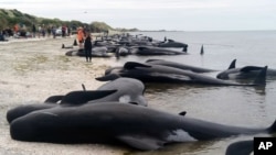 Voluntarios en Nueva Zelanda tratan de salvar a ballenas varadas el 10 de febrero, de 2017. 