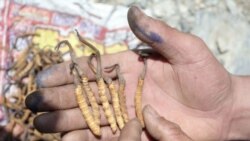 རྒྱ་ནག་གཞུང་གིས་འབྲི་རུ་མི་ཚང་ཞིག་ལ་དབྱར་རྩ་དགུན་འབུ་འཐུ་མི་ཆོག་པ་བཟོས་པའི་ཉེས་པ། 