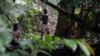 Cameroon Says No COVID-19 in Indigenous People Yet 