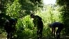 Spread of Alien Plant, Animal Species Predicted to Rise Globally by 2050