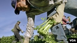 Los jornaleros agrícolas podrían acceder a la residencia permanente en menos tiempo.
