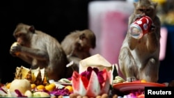 FILE - Long-tailed macaques drink and eat items offered to them during the annual Monkey Buffet Festival at the Pra Prang Sam Yot temple in Lopburi, 150km north of Bangkok, Nov. 27, 2011.