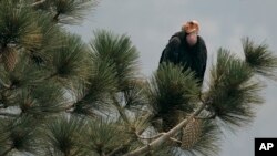 El condor de California tiene su hábitat en estas montañas y es una especie que está en peligro de extinción.