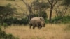 Wildlife Advocates: Religious Leaders Vital to Endangered Species