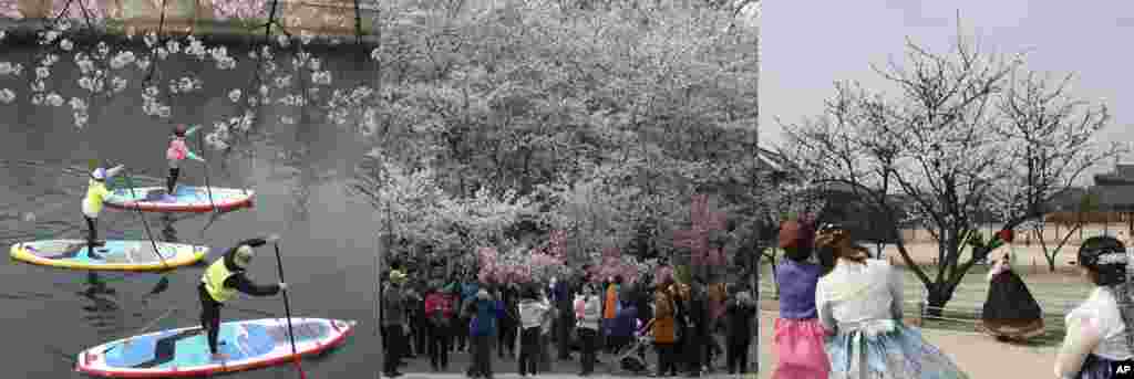 In this combination of photos from Tokyo, Beijing, and Seoul, from left to right: Visitors ride paddle boats beneath blooming cherry trees on the Meguro river in Tokyo, April 9, 2017; crowds walk at the Yuyuantan Cherry Blossom festival in Beijing, March 25, 2017; visitors take souvenir photos with cherry blossoms in Seoul, April 8, 2017. 