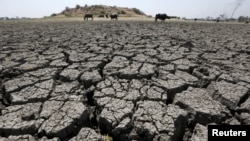 FILE - Buffalos graze in dried-up Chandola Lake in Ahmedabad, India, March 30, 2016. A years-long drought in India is starting to take a toll on 330 million of the country’s residents as people suffer from water shortages.