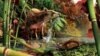 Fossil of World's Smallest Hedgehog Unearthed