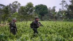 El potencial de miles de hectáreas destinadas al cultivo de la coca en Colombia preocupan a autoridades estadounidenses
