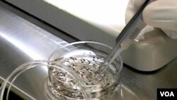 Plasmodium vivax