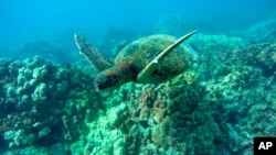 美国夏威夷海中的绿色海龟 