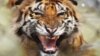 Studi: Harimau Hanya Tersisa Enam Sub Spesies 