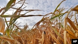 ARCHIVO- Un maizal totalmente seco en Ahlen, Alemania, debido a temperaturas extremas. 21-8-18. AP Foto/Martin Meissner.
