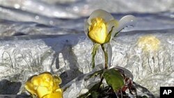 Two yellow roses covered in ice protrude from a frost cloth cover at Dewars Nurseries in Apopka, Fla., where the temperatures have been below freezing, Dec 14, 2010