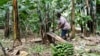 Ugandan Business Turns Banana Fiber into Sustainable Products