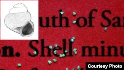 This is Acmella nana hiding among the small print of the ZooKeys paper where it is described. (Prof. Dr. Menno Schilthuizen, Naturalis Biodiversity Center)