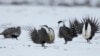GOP Targets Endangered Species Act as Protections Lifted