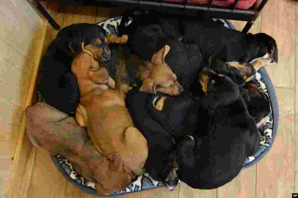 Young crossbreed dogs cuddle up in a small basket at Gut Aiderbichl in Henndorf, in the Austrian province of Salzburg, Dec. 4, 2013. Gut Aiderbichl is a place of mercy for rescued animals.