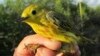 Algoritma Bantu Lacak Migrasi Burung Kicau di Kutub Utara