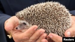 FILE - Britain's Camilla, Duchess of Cornwall holds a hedgehog during a visit to The Great Yorkshire Show in Harrogate, Britain July 15, 2021. 