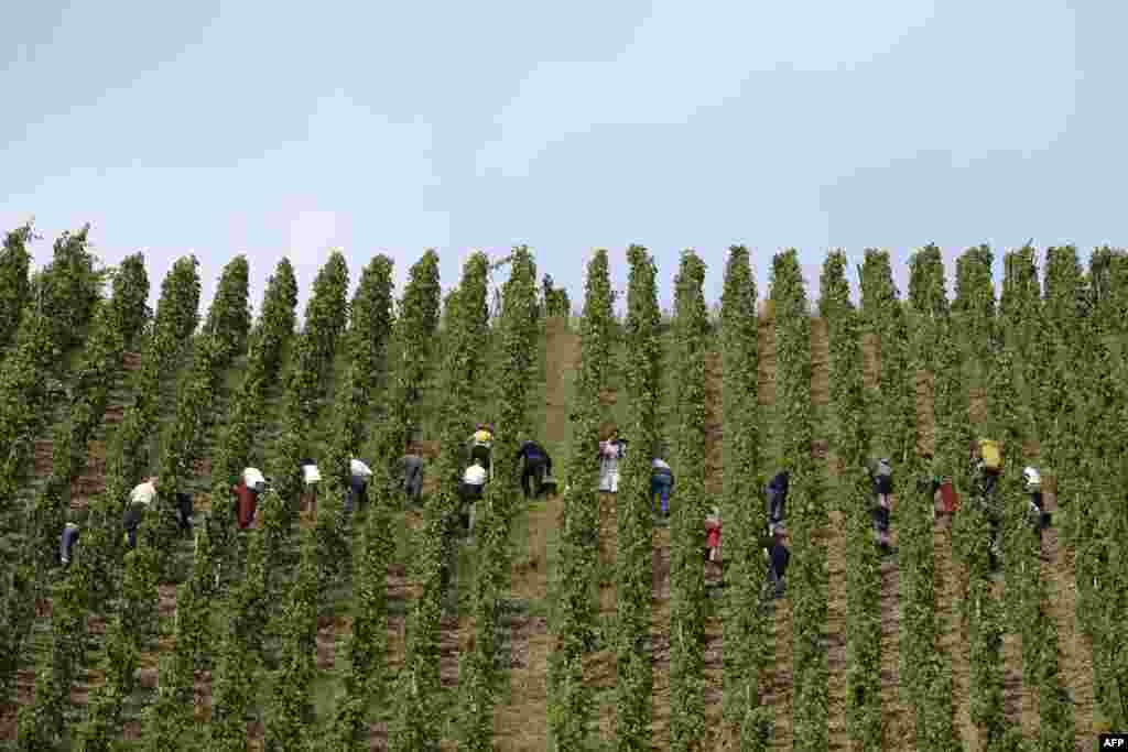 People harvest grapes in the Appellation d'Origine Controlee Cote-Rotie vineyard in Ampuis near Lyon, southeastern France.