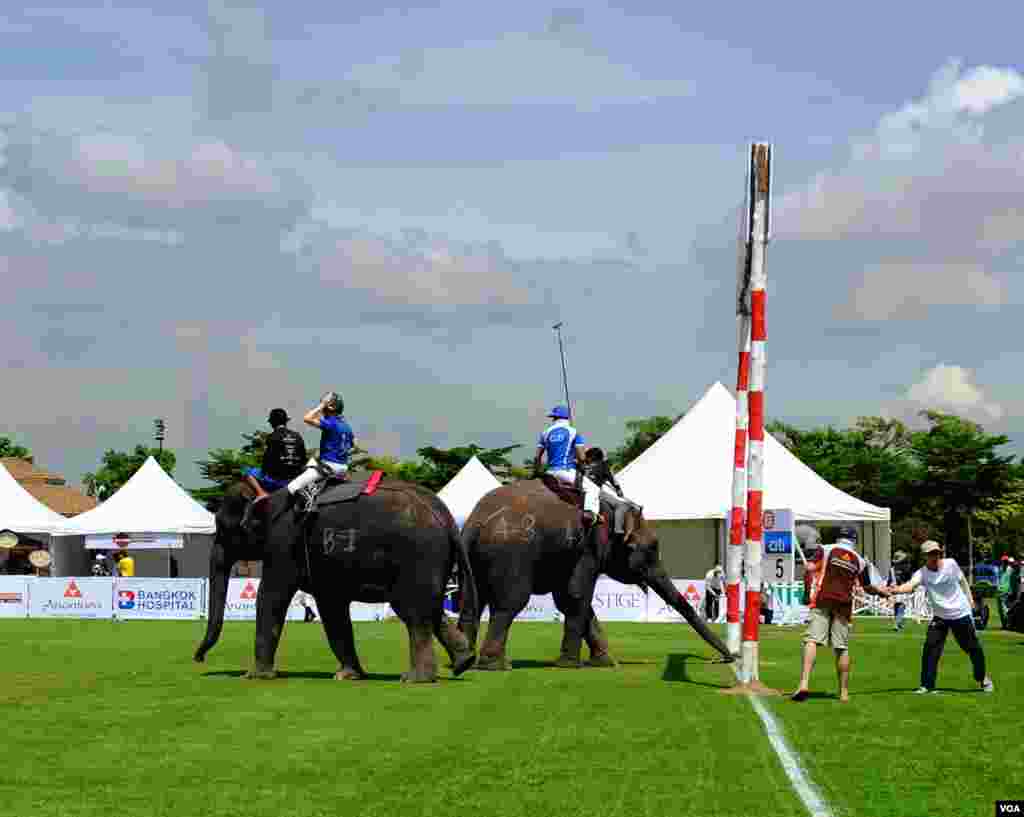 An elephant competing for Citibank moves its trunk toward the goal line, 2014 King's Cup Elephant Polo Tournament in Samut Prakan province, on the outskirts of Bangkok, Aug. 28, 2014. (Steve Herman/VOA).