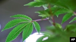 A marijuana plant grows at Fotmer SA, an enterprise that produces cannabis for medical use, in Montevideo, Uruguay, Jan. 29, 2019.