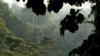 Les primatologues africains se mobilisent pour sauver les singes