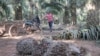 Kampong Speu Palm Sugar Producers Call on Gov’t to Retain EBA