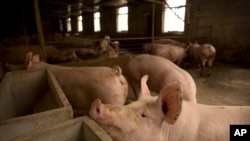 China Pig Plague